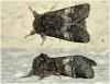 Drymonia querna